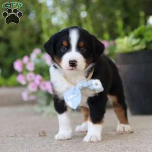 Frankie, Miniature Australian Shepherd Puppy